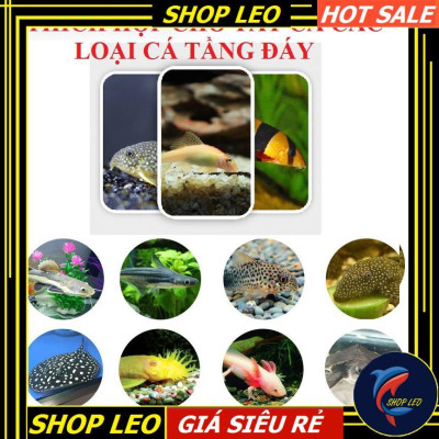 Thức ăn HIKARI Tropical Sinking CARNIVORE Pellets - Thức ăn chuyên dụng cho cá tầng đáy - Pleco - Cá săn mồi