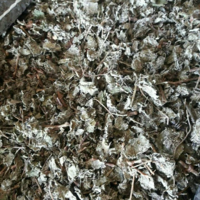 Chè dây túi lọc ( Mỗi hộp gồm 30 gói 5g) - Dùng cho các vấn đề dạ dạy, ợ hơi ợ chua HP...