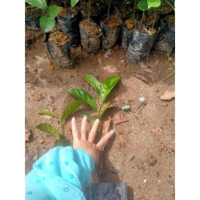 COMBO 2 CÂY GIỐNG CHAY NẾP RUỘT ĐỎ