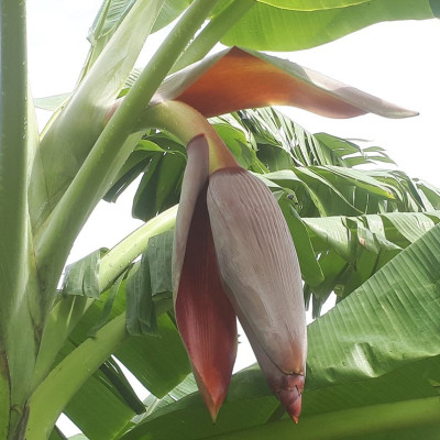 Đặc Sản Kon Tum - Chuối hột nhà ép miếng Khô 1Kg Hút Chân không- OCOP 3 Sao