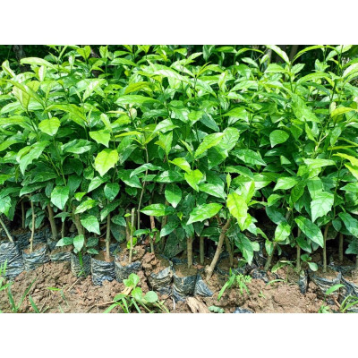 Combo 5 cây giống xạ đen