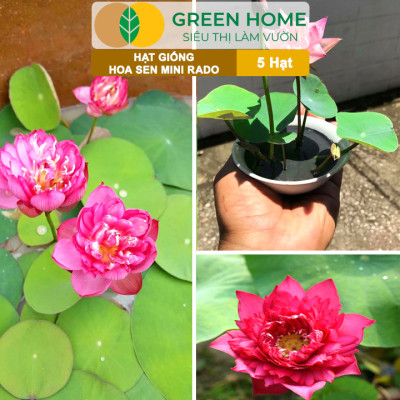 Hạt Giống Hoa Sen Mini Rado GreenHome, Gói 5 Hạt, Nhiều Màu, Dễ Trồng, Dễ Chăm, Nảy Mầm Tốt H21