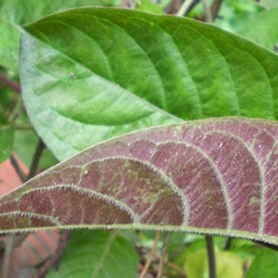 Cây mơ lông - mơ tam thể