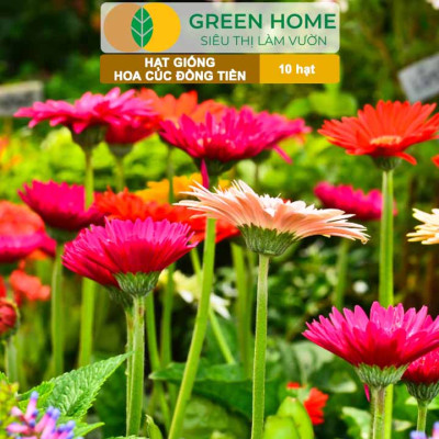 Hạt Giống Hoa Cúc Đồng Tiền Nhiều Màu GreenHome, Gói 10 hạt, Hoa Nở Rực Rỡ, Dễ Trồng Quanh Năm H17