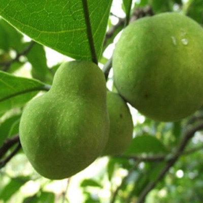 COMBO 2 CÂY GIỐNG CHAY NẾP RUỘT ĐỎ