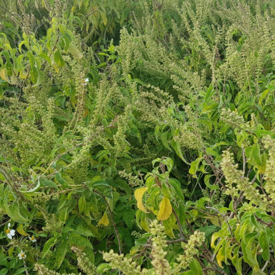 Tinh dầu Hương Nhu nguyên chất 100% từ thiên nhiên - KingOil