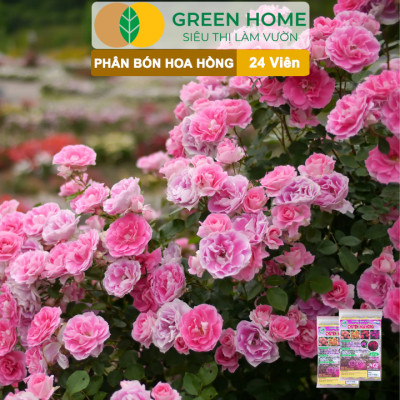 Phân Bón Hoa Hồng Greenhome, Gói 24 Viên, Giúp Cây Đâm Chồi, Thân Mập, Nhiều Nụ, Hoa To, Thắm Màu, Lâu Tàn
