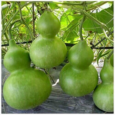 Hạt giống bầu Hồ Lô giống khỏe kháng bệnh năng suất cao VTP02