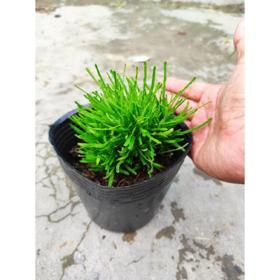 Cây cỏ mây - cây cảnh để bàn + tặng phân bón cho cây