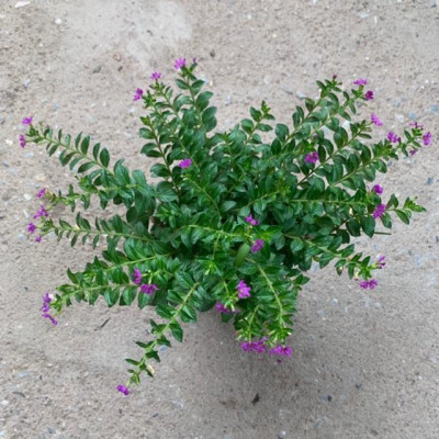  Cây cẩm tú mai nhiều thân nhánh xum xuê phù hợp trồng trang trí  cảnh quan, sân vườn và công viên