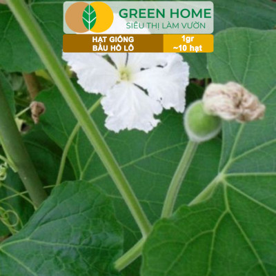 Hạt Giống Bầu Hồ Lô Greenhome, Gói 1g, Dễ Trồng Quanh Năm, Nảy Mầm Cao, Thu Hoạch Nhanh, Năng Suất Cao T11