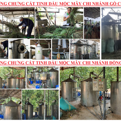 Tinh dầu Bưởi da xanh 100ml Mộc Mây - tinh dầu nguyên chất 100% từ thiên nhiên