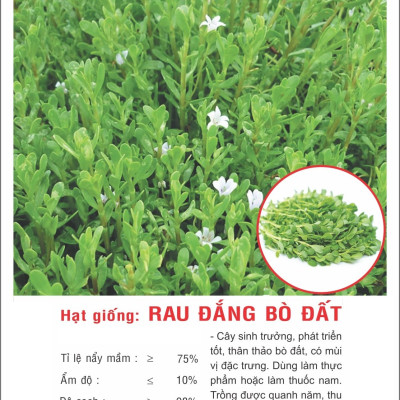 Hạt giống Rau đắng bò đất VTP150