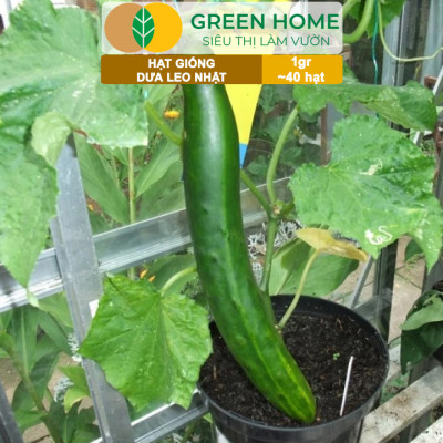 Hạt Giống Dưa Leo Nhật Lai F1 Greenhome, Gói 1gr 40 hạt, Dễ Trồng Quanh Năm, Nảy Mầm Cao, T24