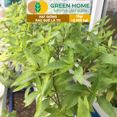 Hạt Giống Rau Quế Greenhome, Gói 10gr~5000 hạt, Húng Quế, Dễ Trồng Quanh Năm, Nảy Mầm Cao, Thu Hoạch Nhanh, Năng Suất Cao G07