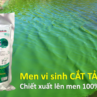 BIO-GREEN vi sinh xử lý nước ao hồ nuôi Cá Tôm bị ô nhiễm hoi thối. Cắt tảo xanh, tiêu nhớt đáy. Phân hủy cặn bã dư thừa làm trong sạch nguồn nước 