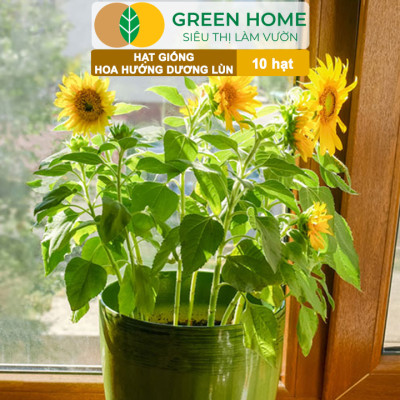 Hạt Giống Hoa Hướng Dương Greenhome, Gói 10 hạt, Sai Hoa, Màu Rực Rỡ, Dễ Trồng, Nảy Mầm Cao H03