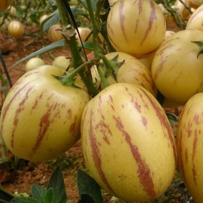 Hạt giống Dưa hấu Nam Phi Pepino F1 VTS151