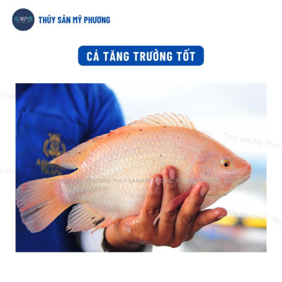 Thảo dược tăng đề kháng chống sốc Beta Glucan C tinh chất tỏi tăng cường chức năng gan vitamin c tôm thẻ cá lươn ếch ốc