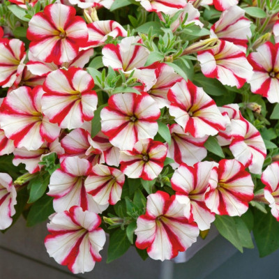 Hạt giống hoa Dạ Uyên Thảo sọc nhiều màu VTS198