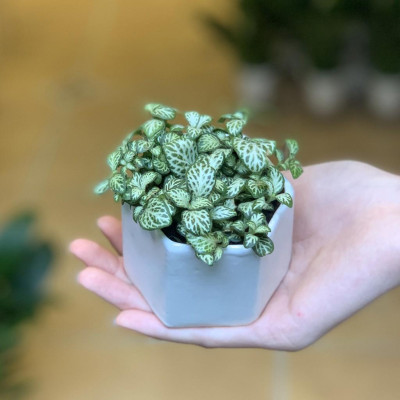 Chậu trồng cây cảnh hình lục giác