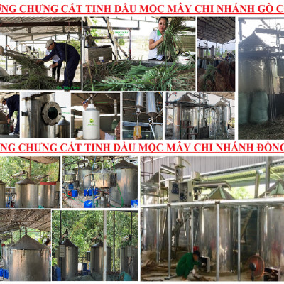 Tinh dầu Đinh hương nguyên chất từ thiên nhiên - Mộc Mây