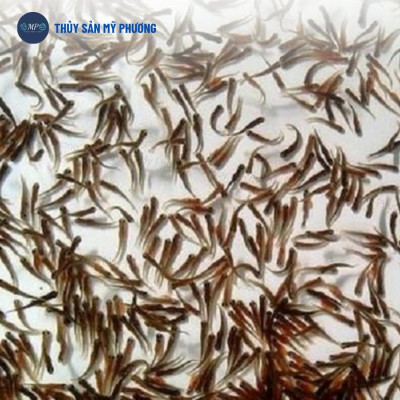 Chống sốc xử lý khí độc nổi đầu gan thận mủ Yucca nước Saponin De Oray Lvs đạt đầu con tôm thẻ cá lươn ếch ốc baba