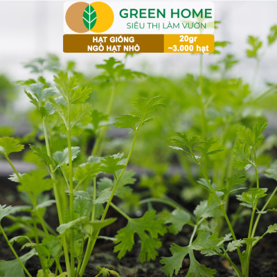 Hạt Giống Ngò Rí Greenhome, Gói 20gr, Dễ Trồng Quanh Năm, Nảy Mầm Cao, Thu Hoạch Nhanh, Năng Suất Cao G03