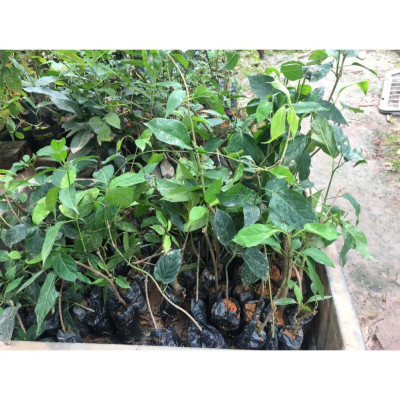 Cây thìa canh lá to