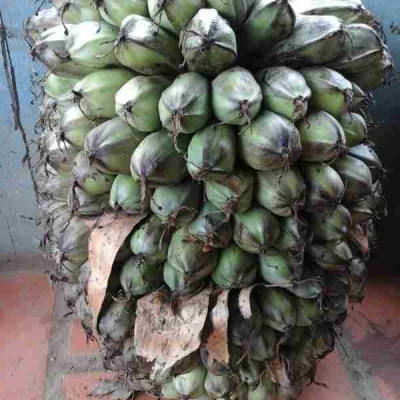 Đặc Sản Kon Tum - Quả Chuối Cô Đơn Khô Hiệu Đặc Sản Và Dược Liệu Kon Tum Thơm Ngon Đóng Hút Chân Không (1Kg) - OCOP 3 Sao