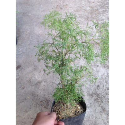 Cây Đinh Lăng - cây cảnh vườn + Tặng phân bón cho cây mau lớn