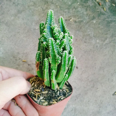 Xương Rồng Thanh Sơn - cây cảnh để bàn