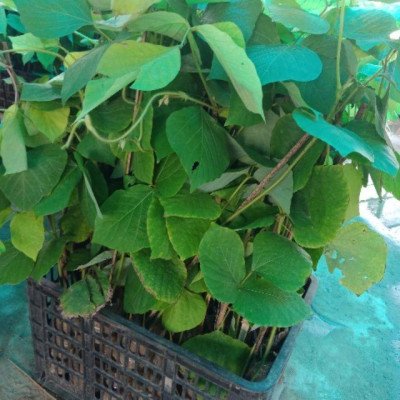 CÂY SẮN DÂY TA CAO SẢN- BẦU CÂY GIỐNG