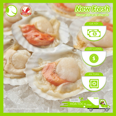 Sò Điệp Nhật Nửa Mảnh Size Nhỏ - Túi 1Kg