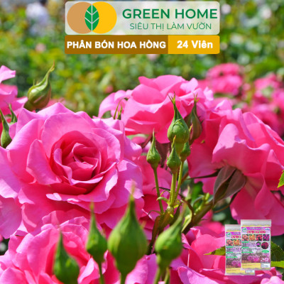 Phân Bón Hoa Hồng Greenhome, Gói 24 Viên, Giúp Cây Đâm Chồi, Thân Mập, Nhiều Nụ, Hoa To, Thắm Màu, Lâu Tàn