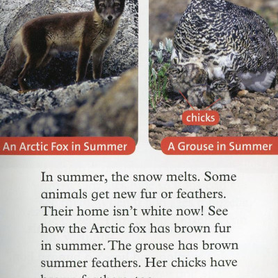 Oxford Read and Discover: Level 2: Camouflage