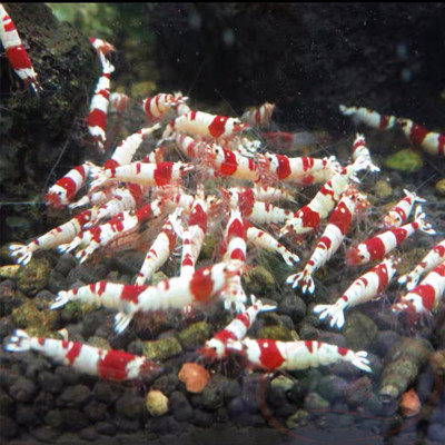 Thức ăn tép Ebi Dama Bee Grows lúa mì netto cám lên men cho cá tôm tép cảnh