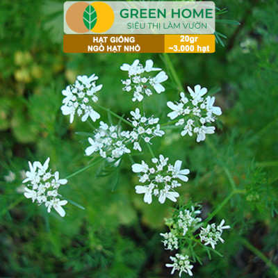 Hạt Giống Ngò Rí Greenhome, Gói 20gr, Dễ Trồng Quanh Năm, Nảy Mầm Cao, Thu Hoạch Nhanh, Năng Suất Cao G03