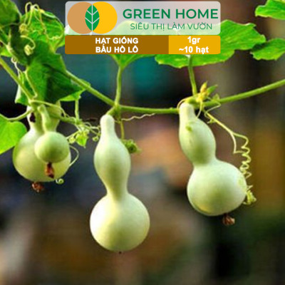 Hạt Giống Bầu Hồ Lô Greenhome, Gói 1g, Dễ Trồng Quanh Năm, Nảy Mầm Cao, Thu Hoạch Nhanh, Năng Suất Cao T11