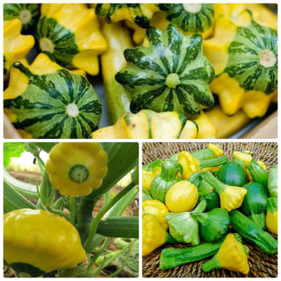 Hạt giống bí đĩa bay nhiều màu - bí đĩa bay Mix VTS89