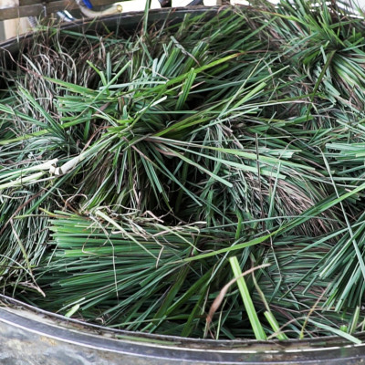 Tinh dầu Sả Chanh Mộc Mây - Xuất khẩu Châu Âu, nguyên chất 100% từ thiên nhiên, xông phòng, khử mùi, thơm phòng, đuổi muỗi, thư giản