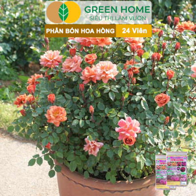 Phân Bón Hoa Hồng Greenhome, Gói 24 Viên, Giúp Cây Đâm Chồi, Thân Mập, Nhiều Nụ, Hoa To, Thắm Màu, Lâu Tàn
