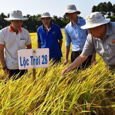 Đặc sản An Giang - Gạo Thơm Đặc Sản Thiên Vương Hạt Ngọc Trời Túi 5Kg - Đạt giải Gạo Ngon Nhất tại Hội Nghị Lúa Gạo Năm Châu 2018 - OCOP 4 Sao