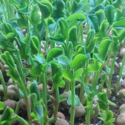 Hạt giống rau mầm đậu Hà lan (gói 50g) giống khỏe mầm tốt VTS46