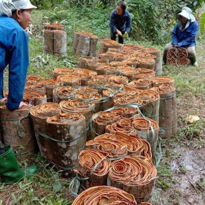 Tinh dầu Quế 100ml nguyên chất từ thiên nhiên, thơm phòng, đuổi muỗi, xông phòng, khử mùi, giải cảm - KingOil