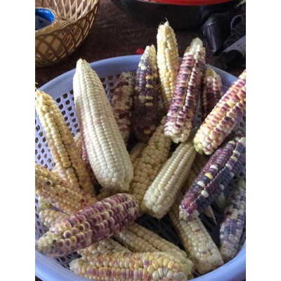 Hạt giống bắp nếp thái hồng nova KNS33 - Gói 50gram