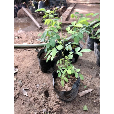 Cây đậu biếc (ảnh thât)