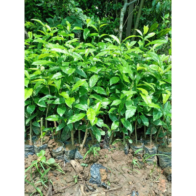 Combo 5 cây giống xạ đen