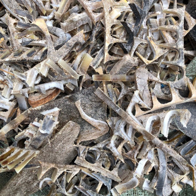 Nẹp sừng trâu bón cây cảnh, ăn quả, rau sạch (OTH036) Giúp cây trồng tươi tốt, lớn nhanh