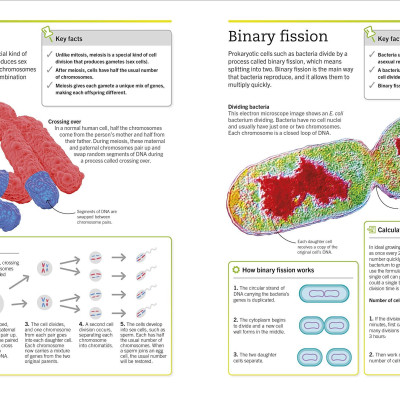 Super Simple Biology: The Ultimate Bitesize Study Guide